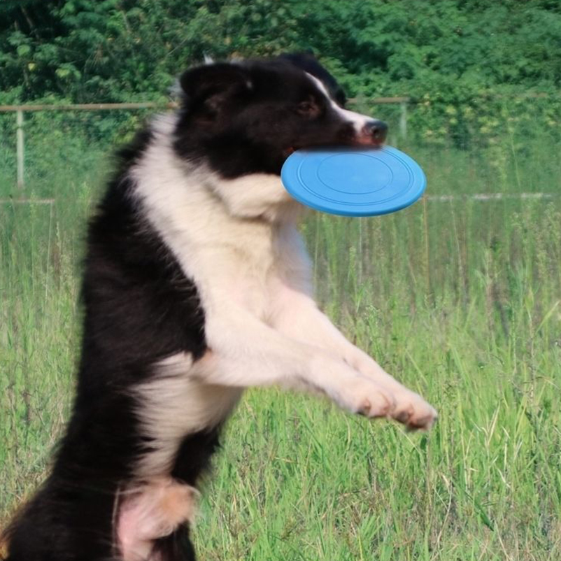 Silicone fun pet frisbee dog i - Frisbee Freestyle Disc review and price